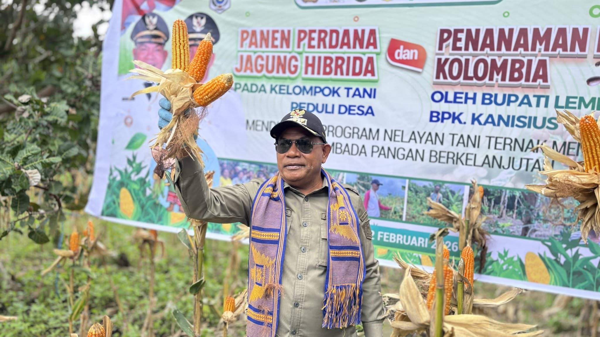 Dari Ladang Paubokol, Kelompok Tani Peduli Paubokol Panen Jagung Bersama Bupati Lembata